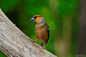 Hawfinch/Черешарка