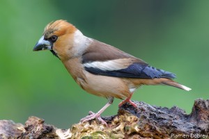 Hawfinch/Черешарка