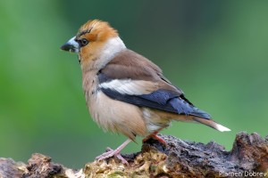 Hawfinch/Черешарка