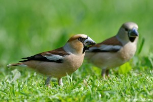 Hawfinch/Черешарка