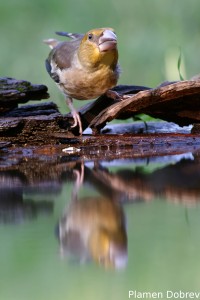 Hawfinch/Черешарка