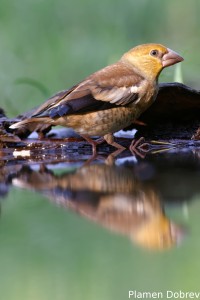 Hawfinch/Черешарка