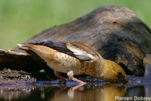 Hawfinch/Черешарка