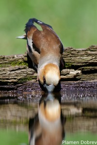 Hawfinch/Черешарка