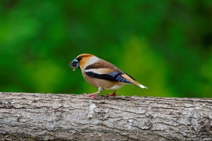 Hawfinch/Черешарка