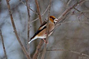 Hawfinch/Черешарка