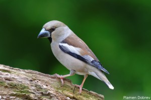 Hawfinch/Черешарка