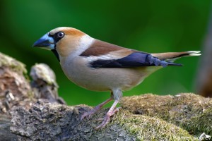 Hawfinch/Черешарка