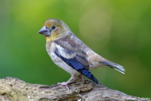 Hawfinch Juvenile/Млада Черешарка