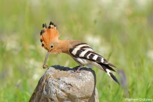 Hoopoe/Папуняк