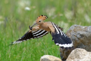 Hoopoe/Папуняк