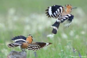 Hoopoe/Папуняк