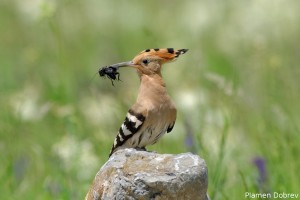 Hoopoe/Папуняк