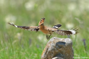 Hoopoe/Папуняк