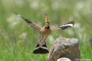 Hoopoe/Папуняк