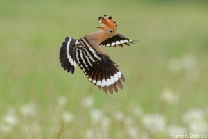 Hoopoe/Папуняк