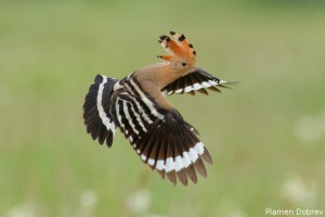 Hoopoe/Папуняк