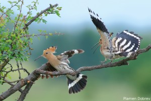 Hoopoe/Папуняк