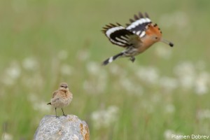 Hoopoe/Папуняк