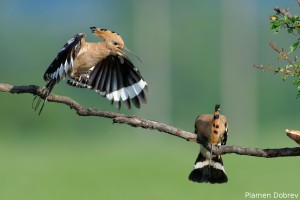 Hoopoe/Папуняк