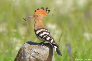 Hoopoe/Папуняк