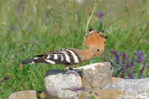 Hoopoe/Папуняк