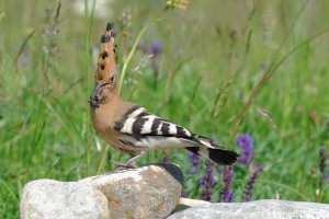 Hoopoe/Папуняк