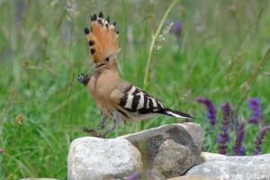 Hoopoe/Папуняк