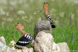 Hoopoe/Папуняк