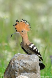 Hoopoe/Папуняк