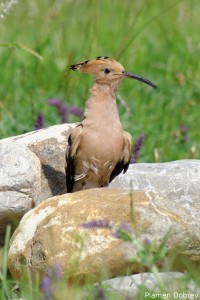 Hoopoe/Папуняк