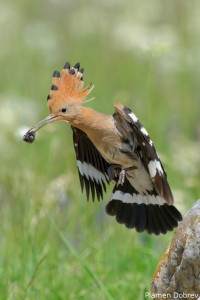 Hoopoe/Папуняк