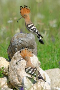 Hoopoe/Папуняк