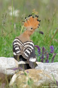 Hoopoe/Папуняк