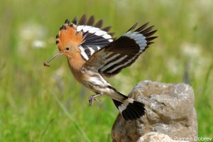 Hoopoe/Папуняк
