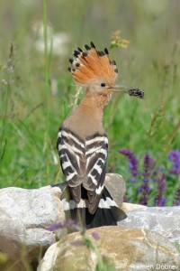 Hoopoe/Папуняк