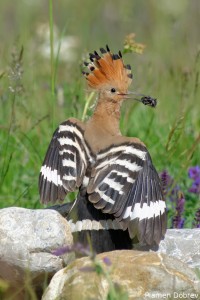 Hoopoe/Папуняк