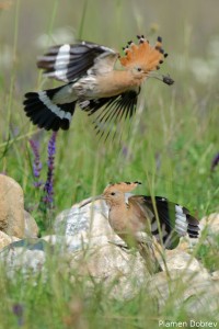 Hoopoe/Папуняк