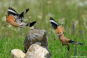 Hoopoe/Папуняк