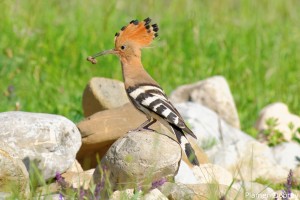 Hoopoe/Папуняк