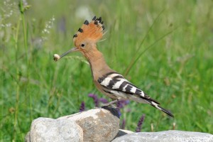 Hoopoe/Папуняк