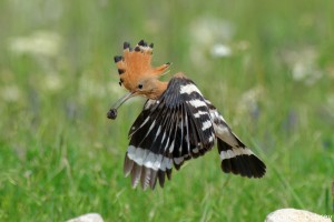 Hoopoe/Папуняк