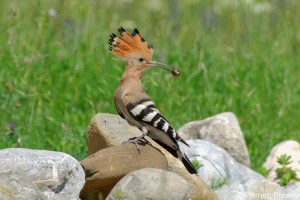 Hoopoe/Папуняк
