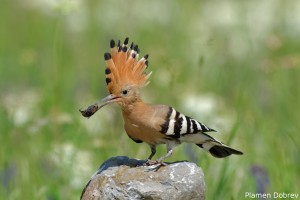 Hoopoe/Папуняк