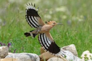 Hoopoe/Папуняк