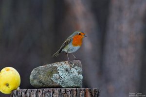 Robin/Червеношийка