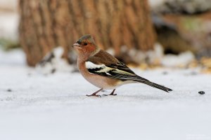 Chaffinch/Чинка