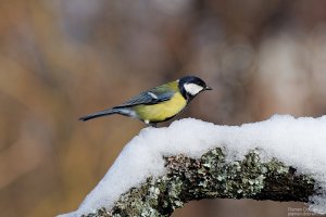 Great Tit/Голям Синигер