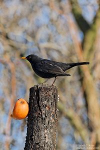 Blackbird/Кос