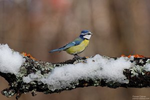 Blue Tit/Син Синигер